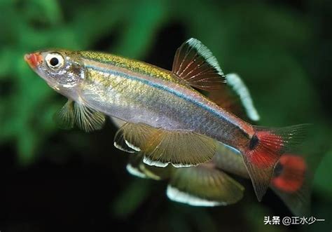 好看又好養的魚|12種養不死的觀賞魚都有哪些？新手都可以輕鬆養好的。